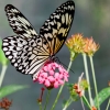 Butterfly with pink flower