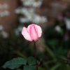 Rose at Le Fournil