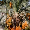 Palm in Israel