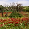 Poppies in a Turkish field